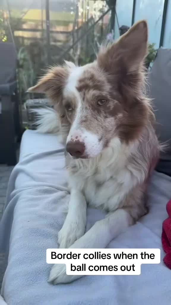Border Collie dogs for sale: Red merle border collie - Video 1