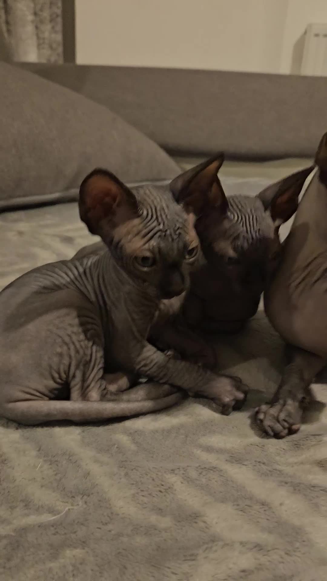 Sphynx cats for sale: Beautiful sphynx kittens - Video 1