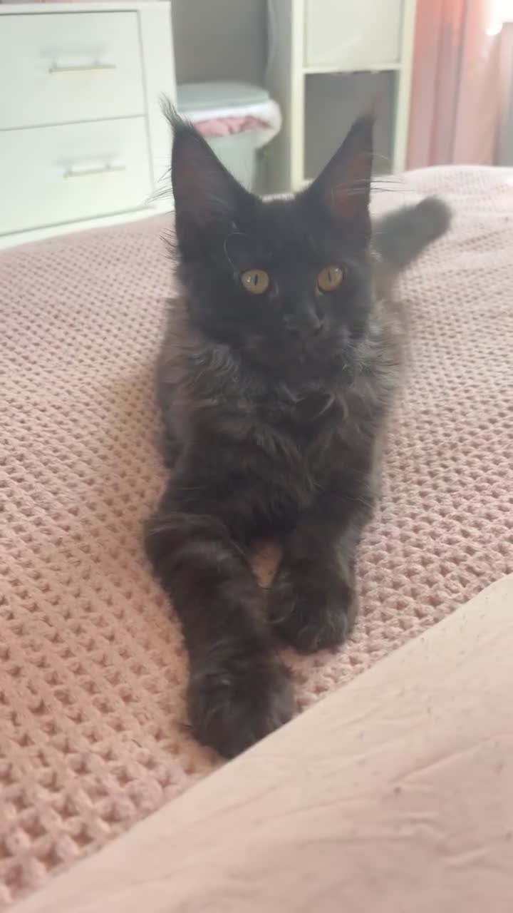 Maine Coon cats for sale: black smoke female  - Video 2