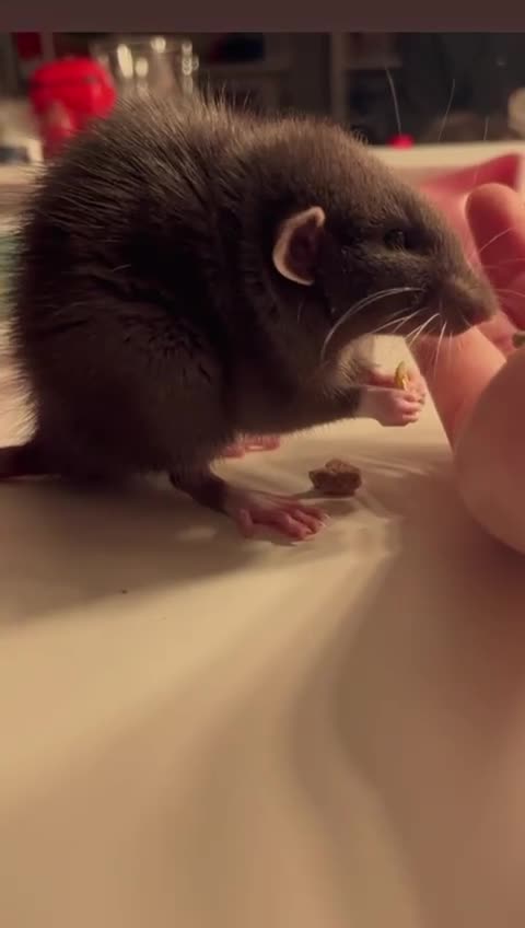 Rat rodents for sale: 3 male grey rats for sale in Gillingham - Video 1