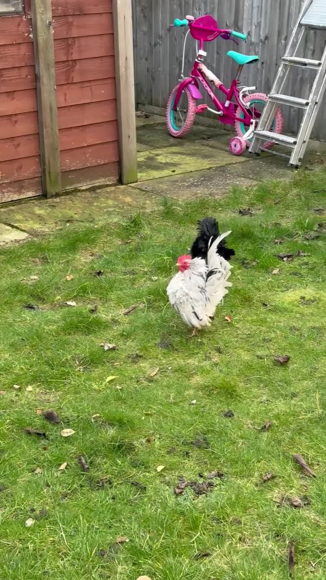 Mixed Breed birds for sale: A flock of pure show quality Seramas - Video 1