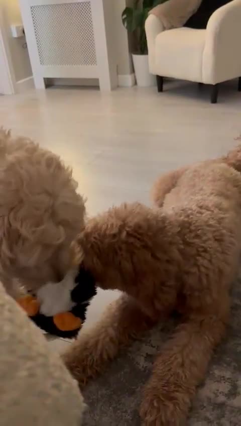 Goldendoodle dogs for sale: Multigenerational Doodles - Video 1