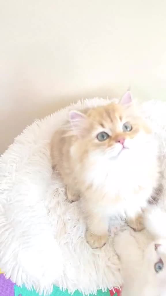 British Longhair cats for sale: British Longhair Kittens – Champion Lines ✨ - Video 5