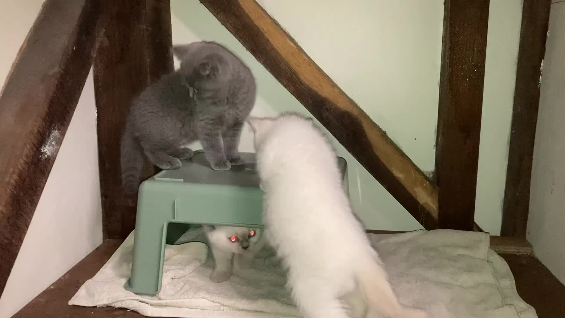 British Shorthair cats for sale: British Shorthair Kitten - Video 2