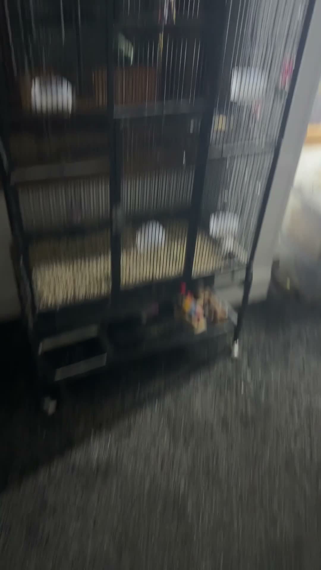 Mixed Breed birds for sale: Large and small talkative tame parrots - Video 1