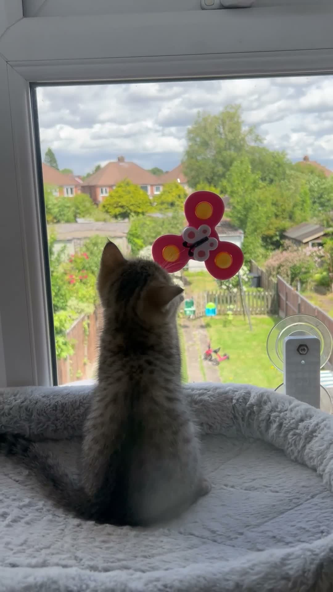 British Shorthair cats for sale: Gorgeous Pure Bred BSH Kitten - Video 1
