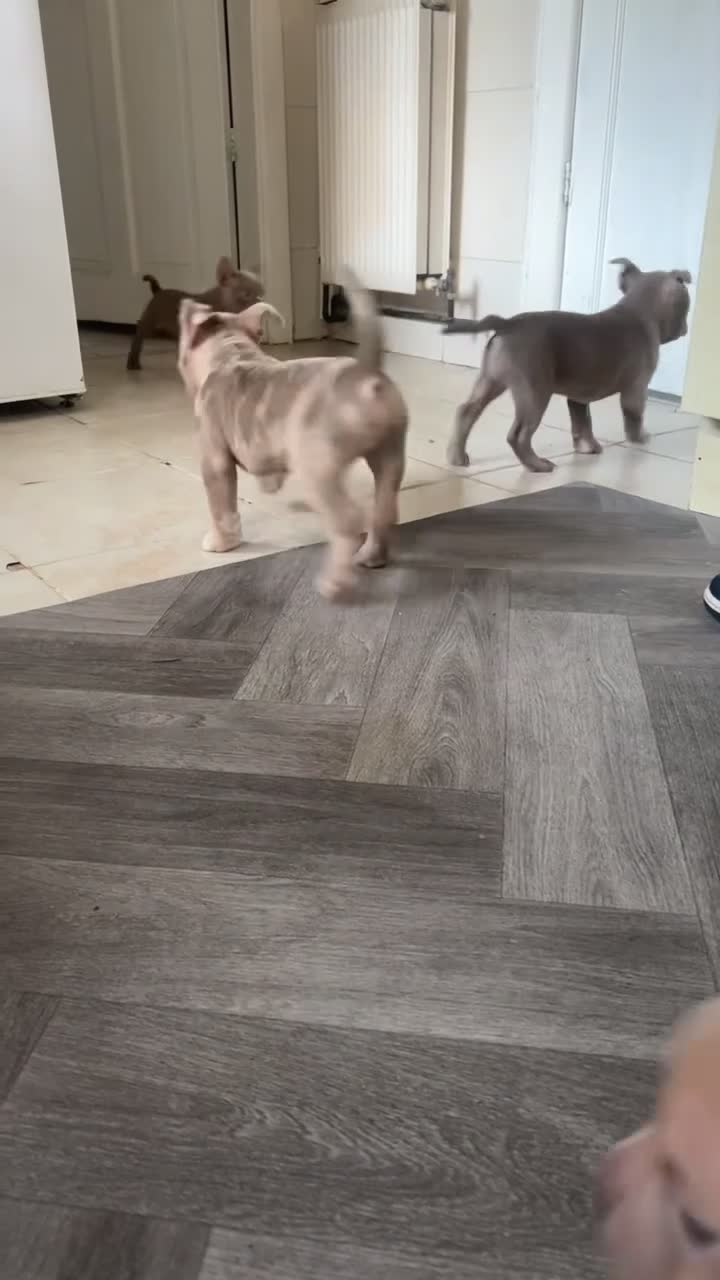 American Bully dogs for sale: Beautiful Pocket bully puppies for sale!!! - Video 1