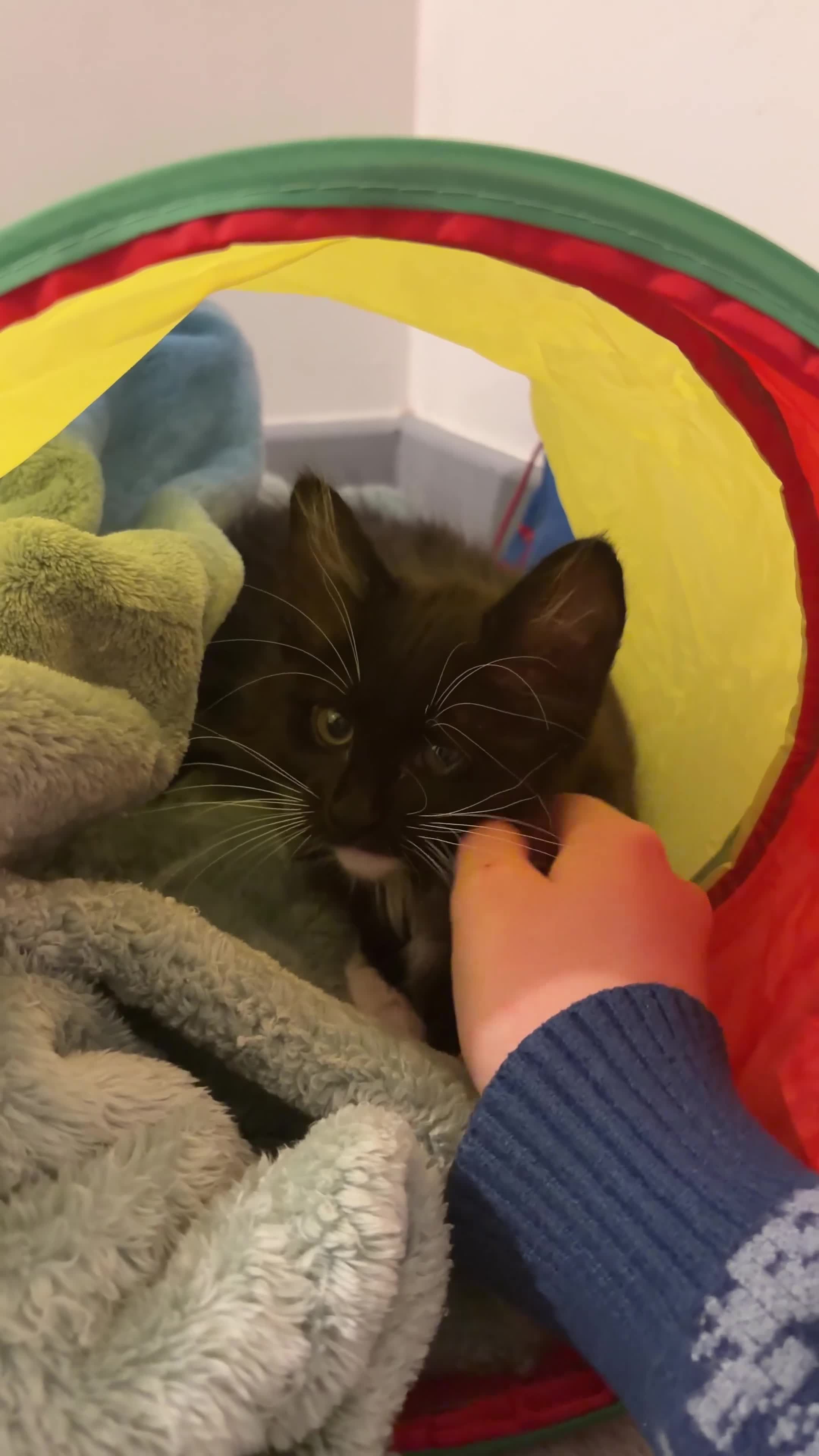 Siberian cats for sale: Kitty - Video 1