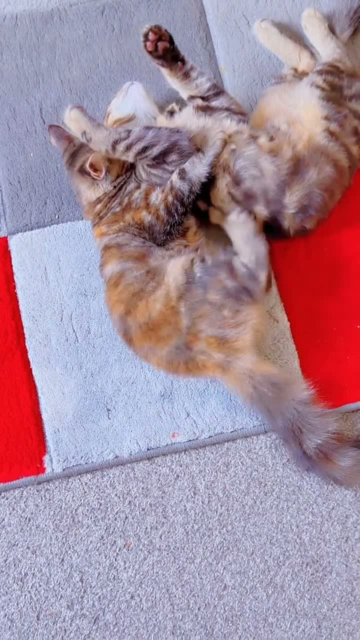 Mixed Breed cats for sale: Two Kittens Stay Together British American Mix  - Video 5