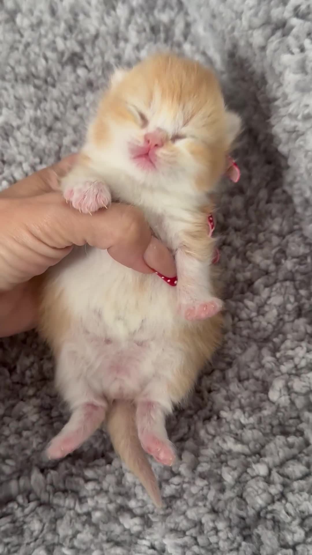 British Shorthair cats for sale: Stunning red bi colour gen ticked TICA reg (Sep ) - Video 1