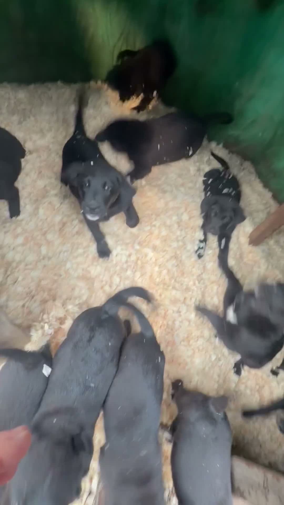 Mixed Breed dogs for sale: Gorgeous chunky Labernese pups   - Video 1