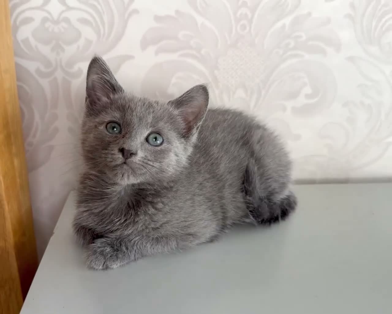 Russian Blue cats for sale: Beautiful Russian Blue Girl – 14 Weeks - Video 1