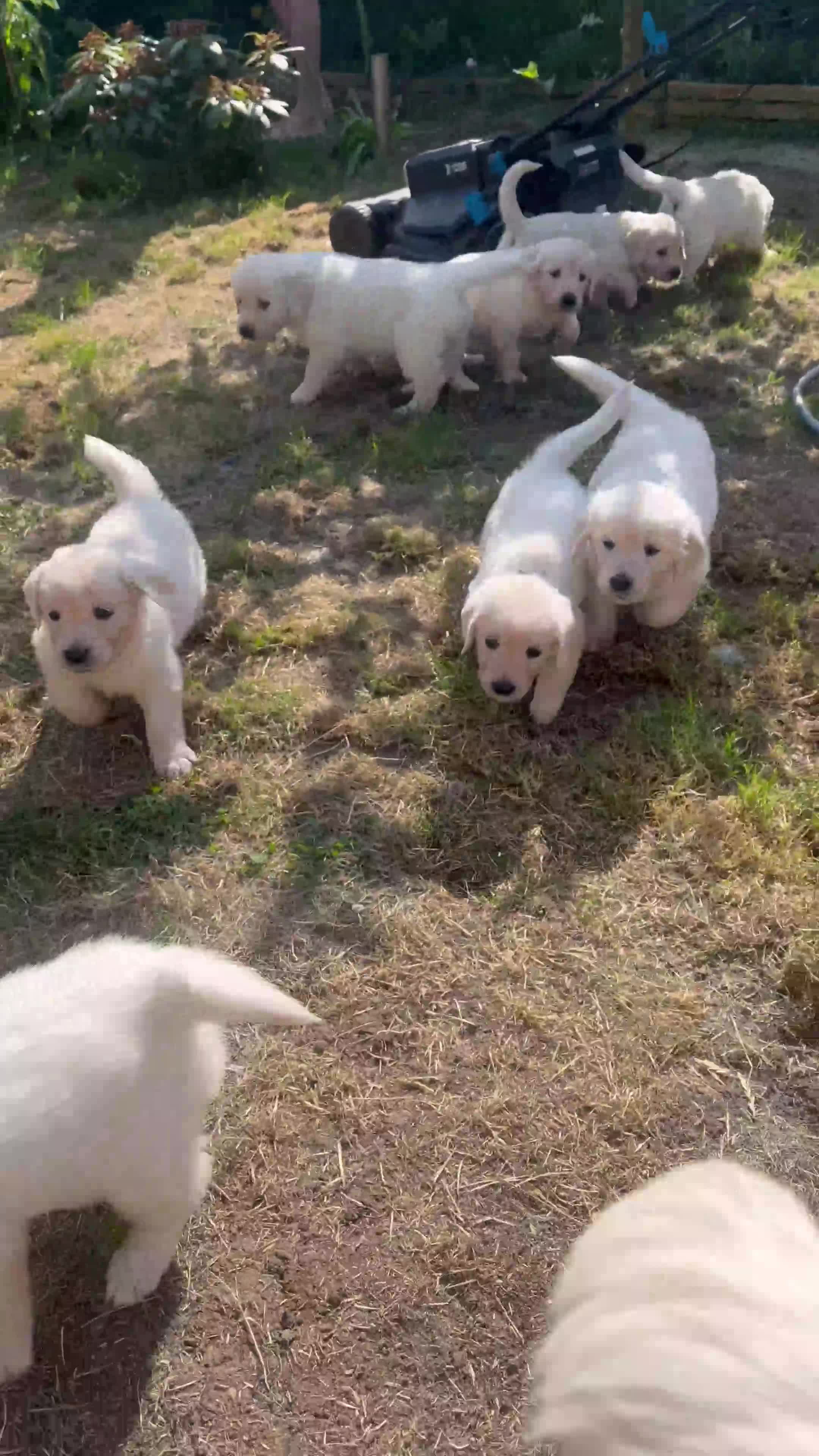 Golden Retriever dogs for sale: 5 generation KC registered pure white  - Video 4