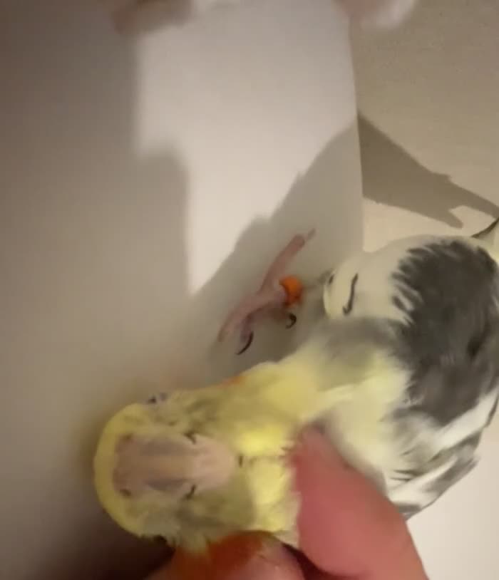 Cockatiels birds for sale: Cockatiel for adoption in Bristol - Video 1