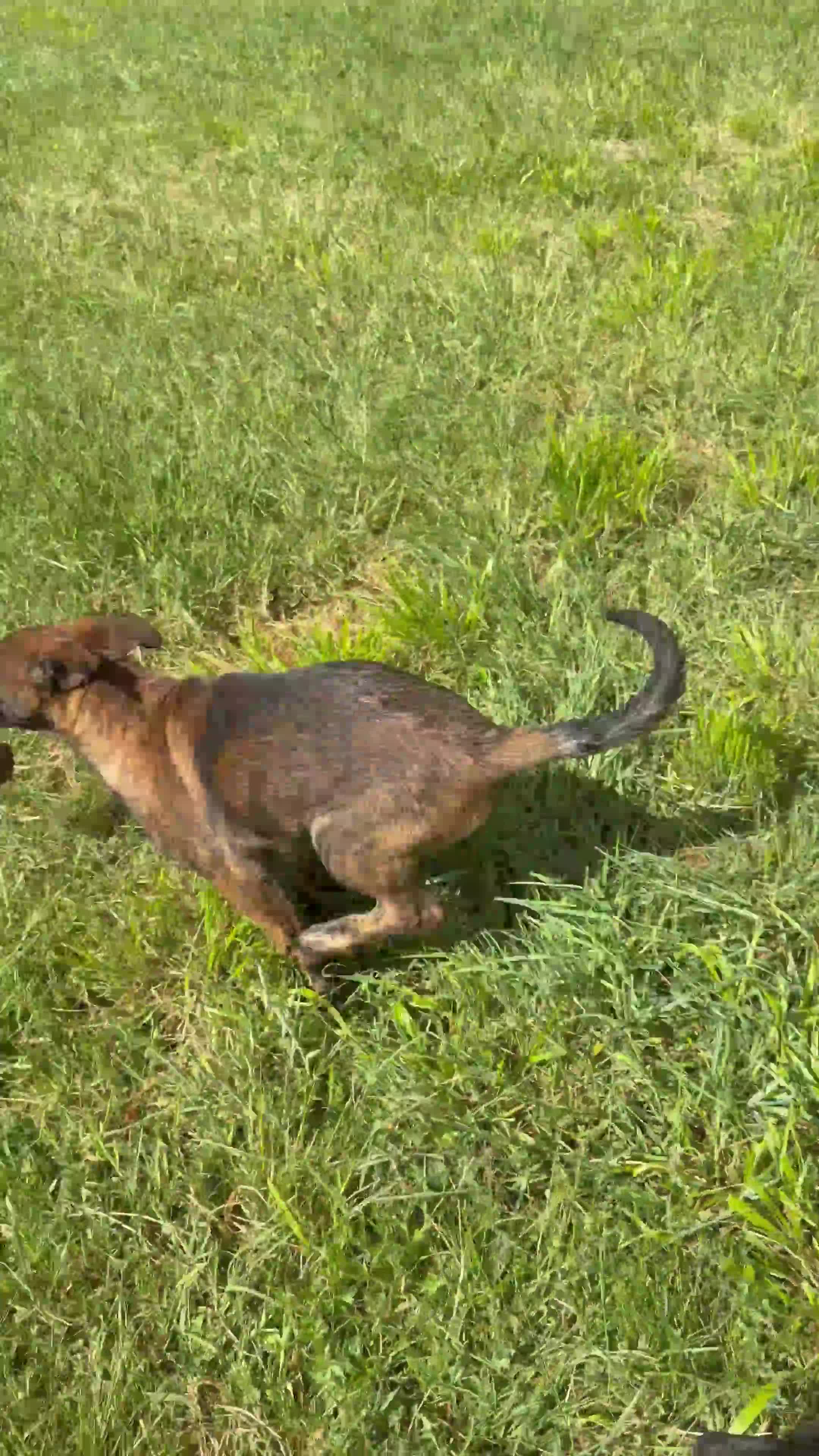 German Shepherd dogs for sale: STUNNING, Chunky Dutch Herder x GSD Puppies - Video 2