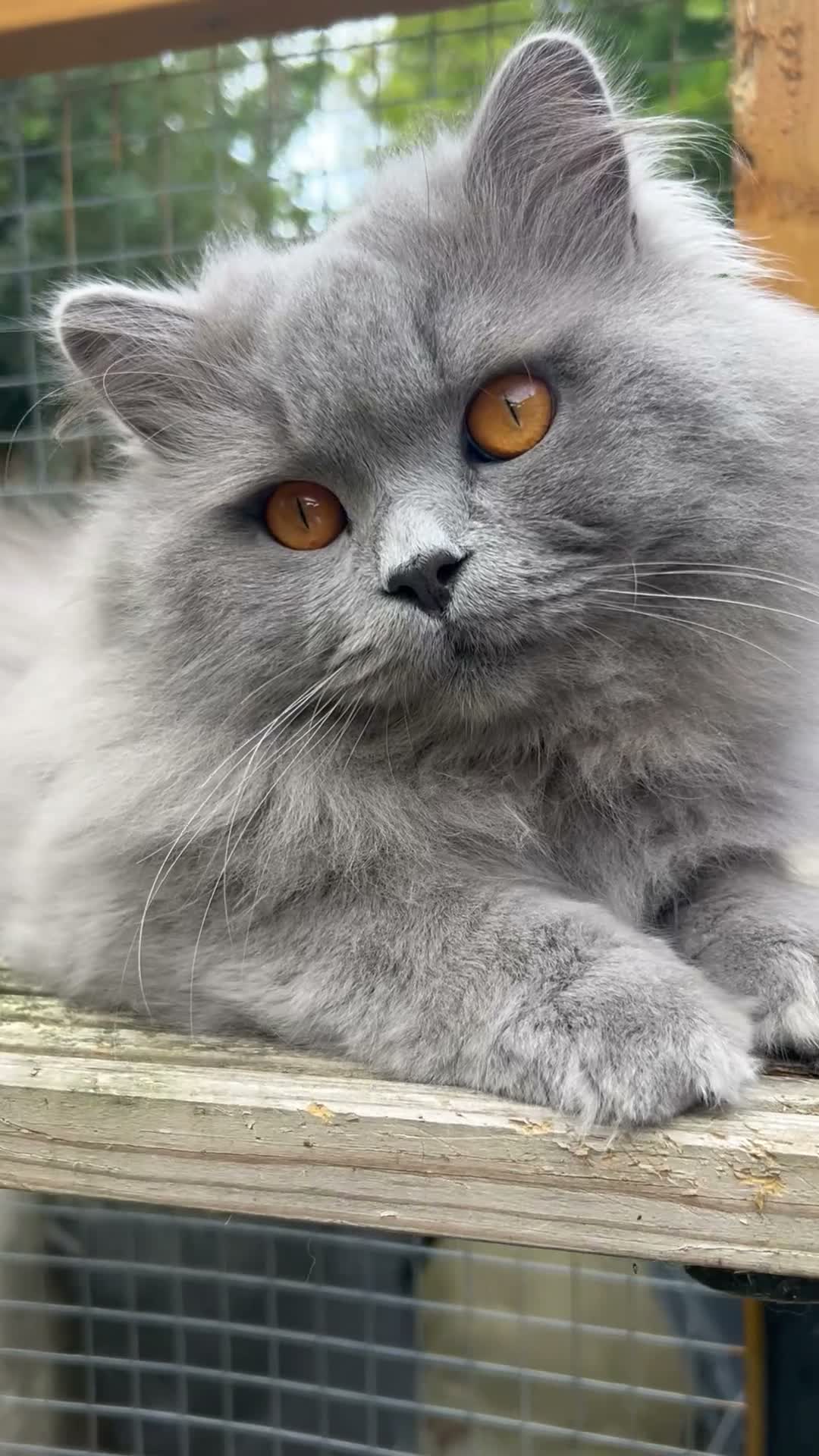 British Longhair cats for stud: GCCF Champion Blue British Longhair Stud - Video 1