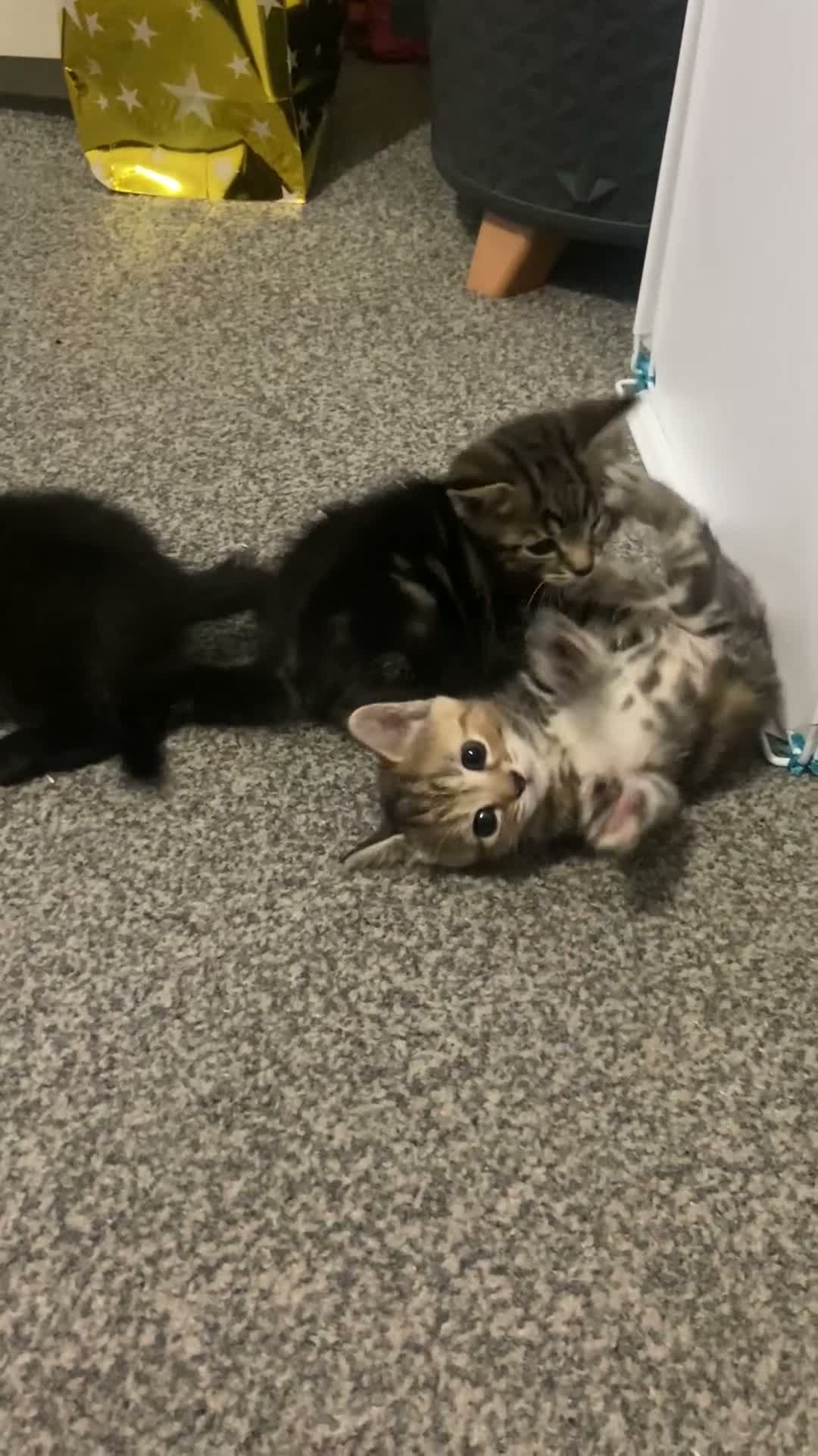 Bengal cats for sale: Bengal /British shorthair mix 🥰 - Video 1