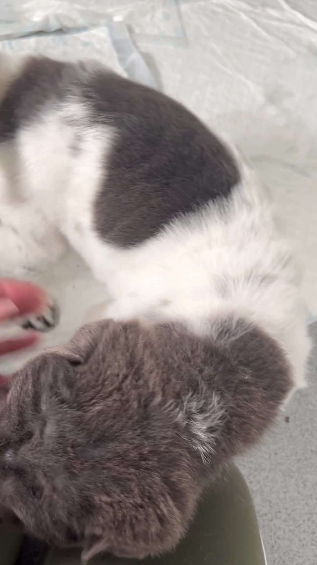Shar Pei dogs for sale: Kc registered shar pei 2 girls left - Video 1
