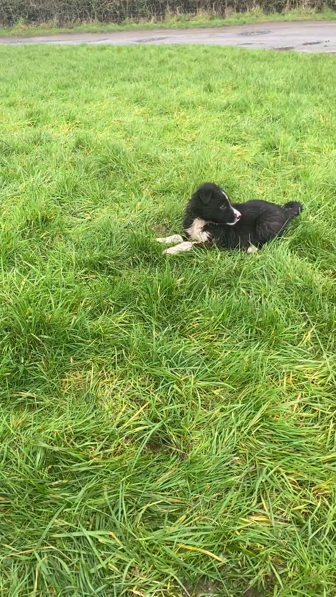 Mixed Breed dogs for sale: Blue/ black and white puppies for sale  - Video 2