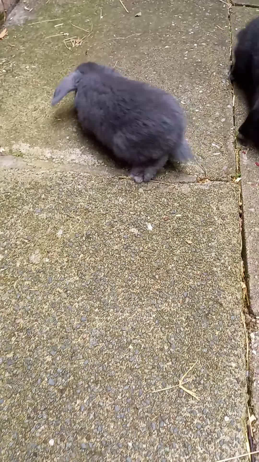 Mini Lop rabbits for sale: Mini lop/plush lop babies - Video 5