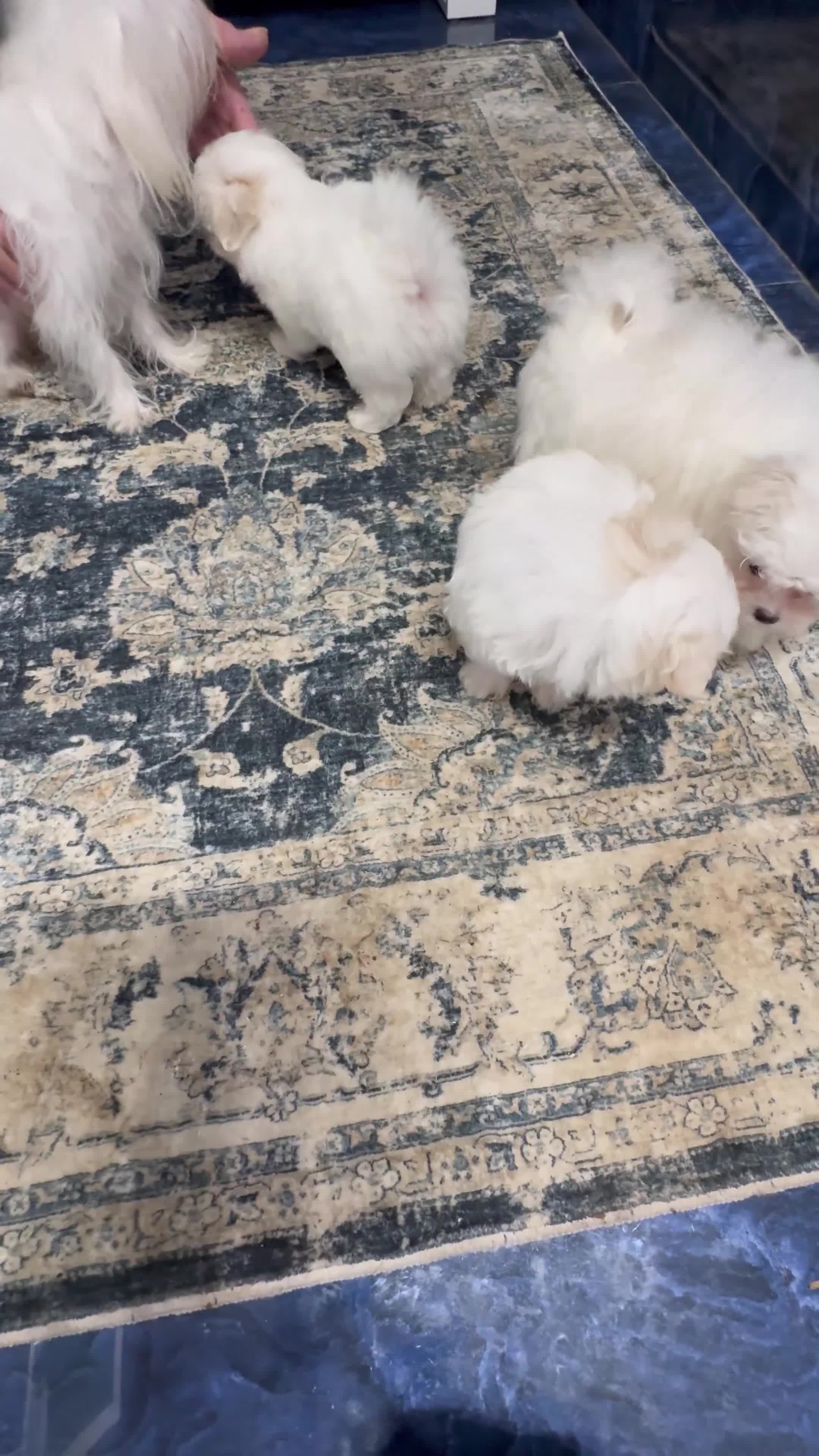 Maltese dogs for sale: Smallest Korean Maltese puppy’s available  - Video 4