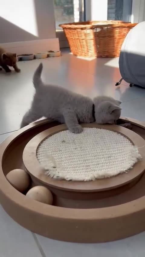 British Shorthair cats for sale: 5 Star - BSH Litter (Two Cinnamon, Fawn & Lilac) - Video 2