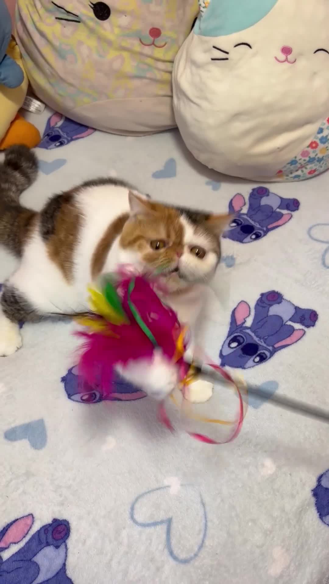 Exotic cats for sale: Exotic girl  - Video 1