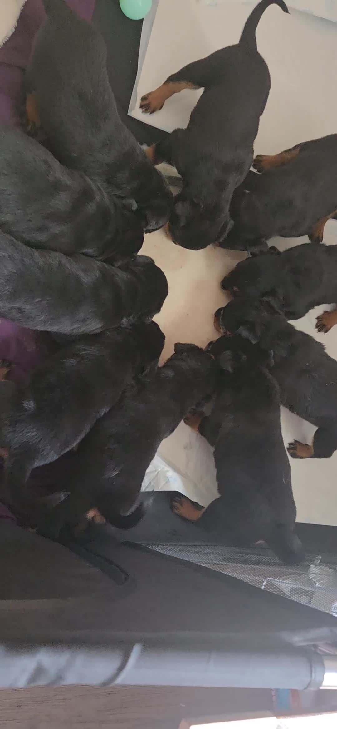 Rottweiler dogs for sale: Litter of beautiful rotty pups - Video 1