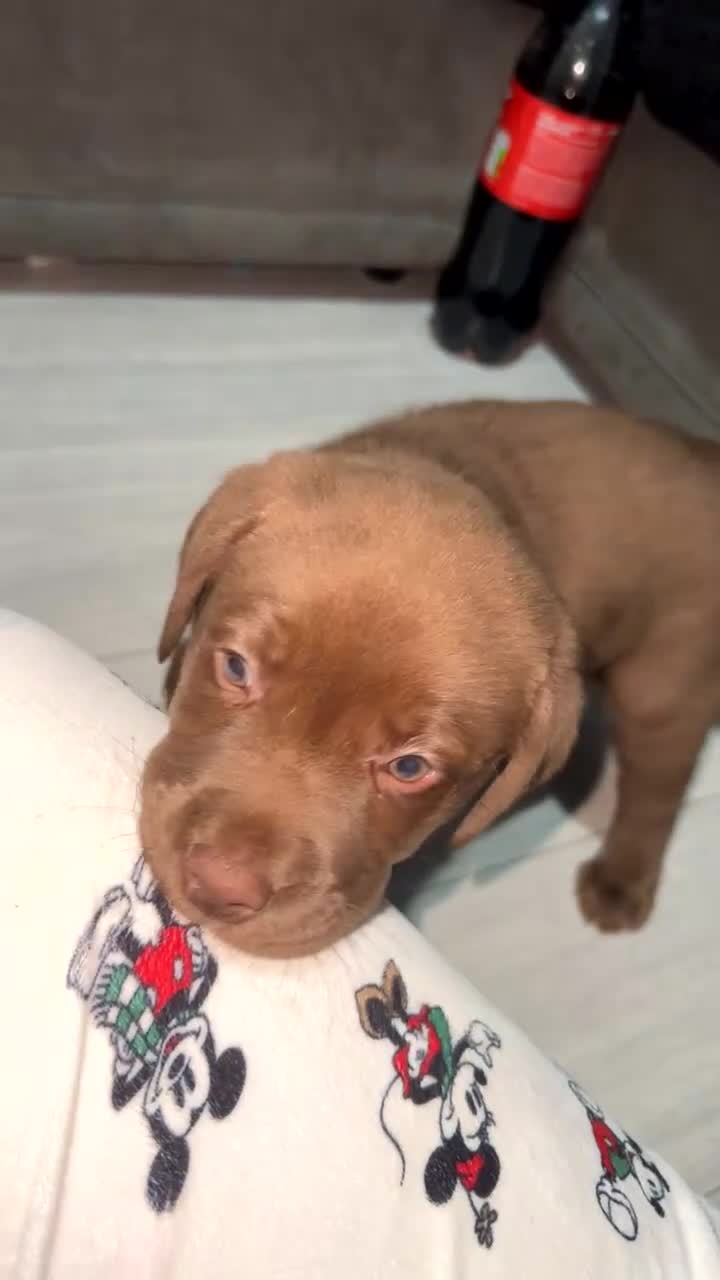 Labrador Retriever dogs for sale: 2 chunky male labs  - Video 3