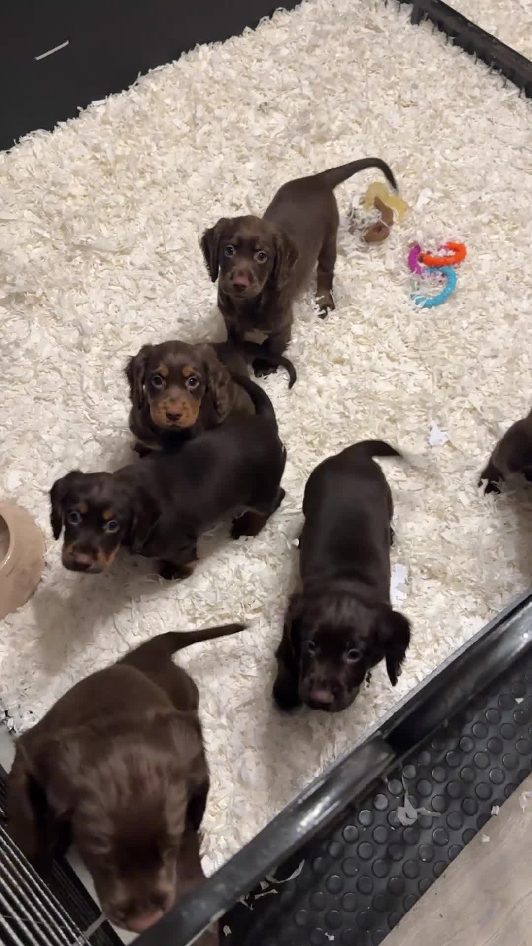 Cocker Spaniel dogs for stud: KC Reg well proven Working Cocker Spaniel at Stud  - Video 1