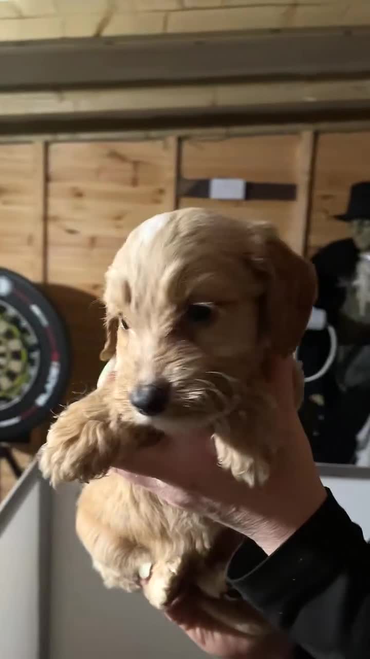 Cockapoo dogs for sale: Cockerpoo - Video 1