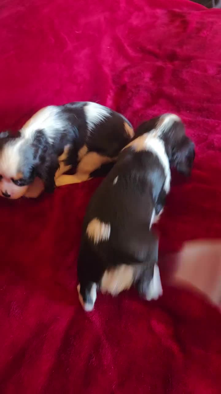 Cavalier King Charles Spaniel dogs for sale: Cavalier King Charles Spaniel Puppies Available - Video 1