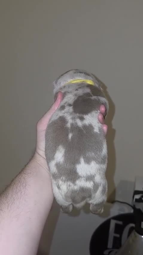 American Bully dogs for sale: Pocket bully’s for sale  in Preston - Video 3