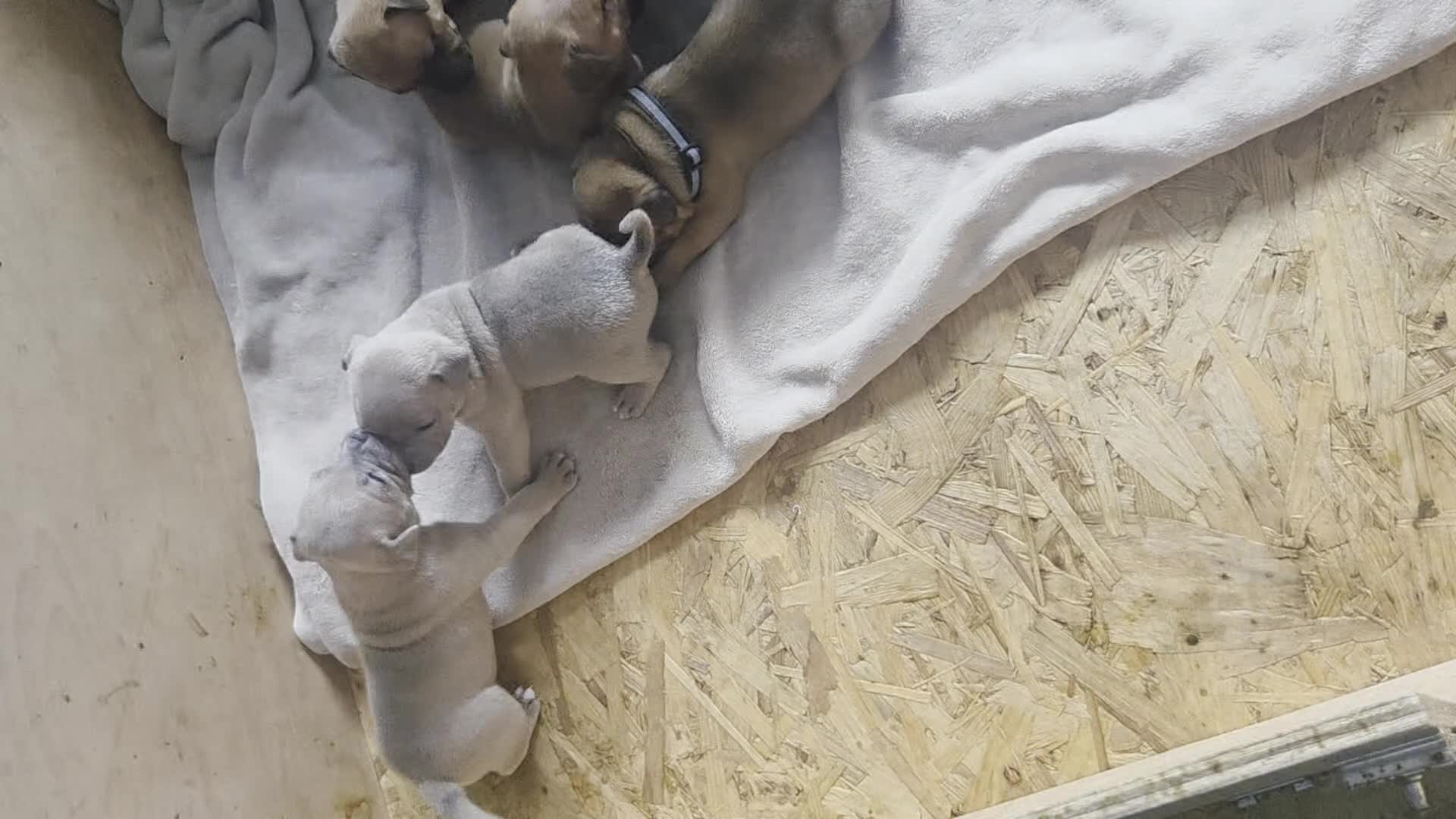 Staffordshire Bull Terrier dogs for sale: 2 red/2 red fawn puppies - Video 2