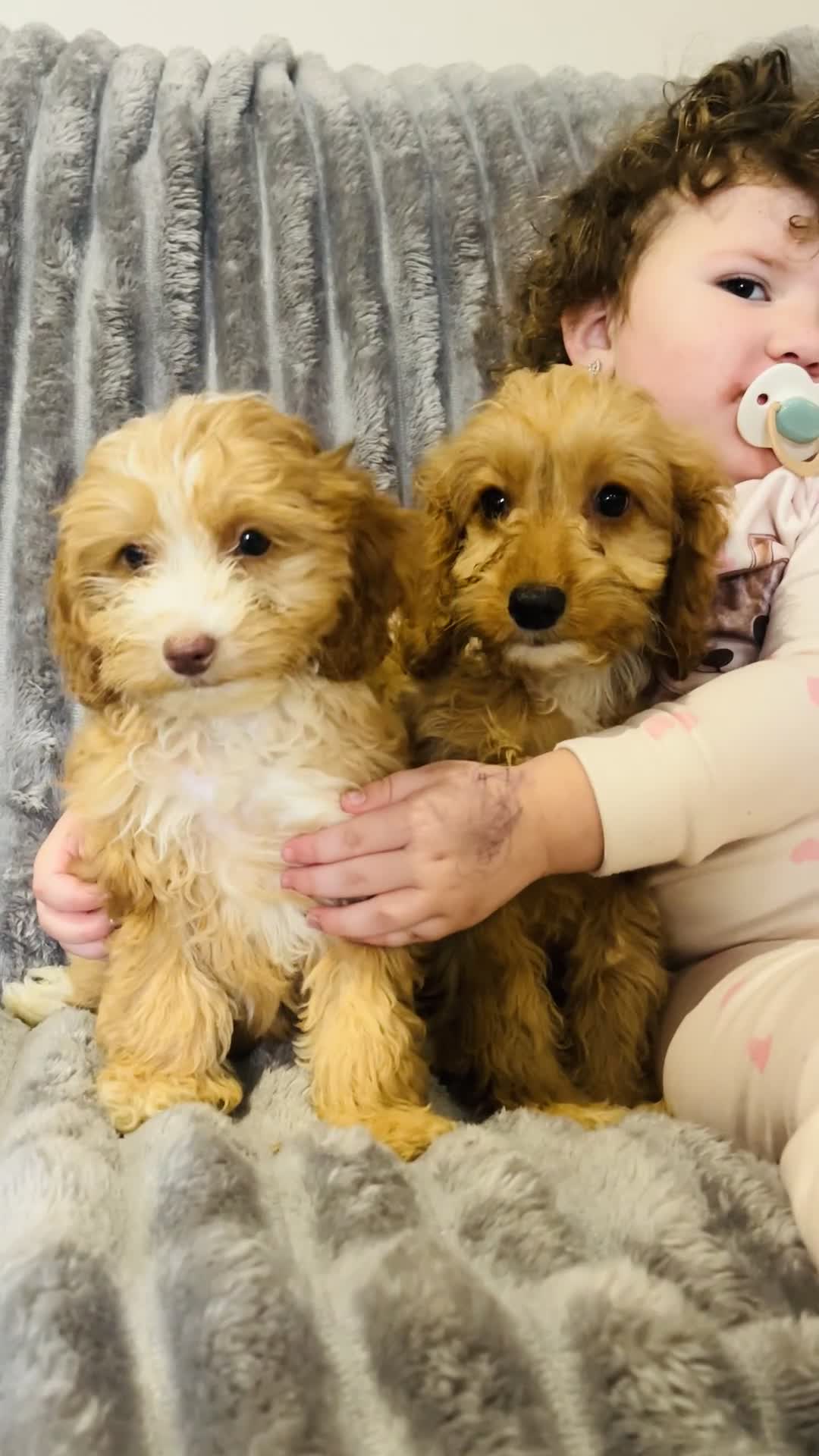 Cockapoo dogs for sale: F1 cockapoo girls two left READY TO LEAVE 🐶!!!!! - Video 1