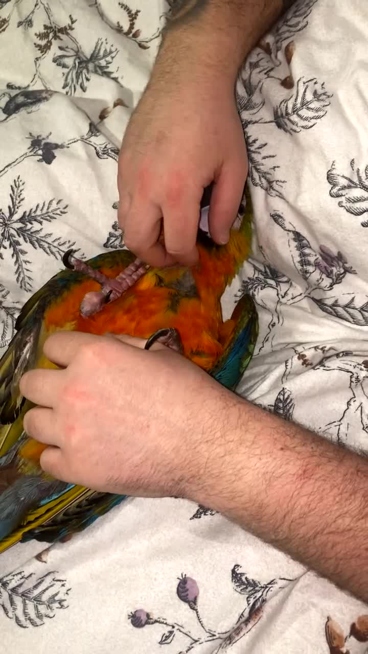 Macaws birds for sale: Female Harlequin Macaw.  - Video 4