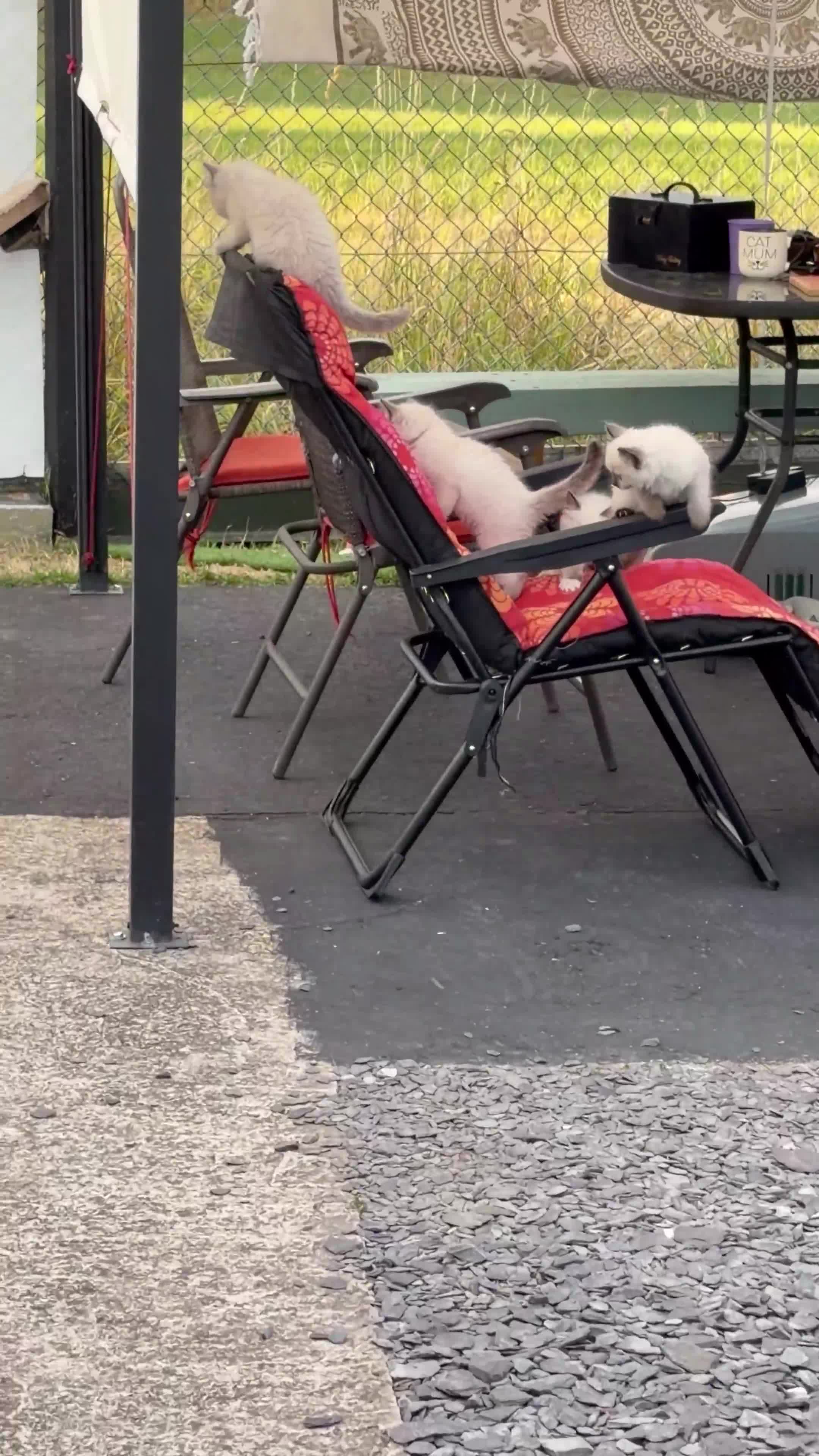 Ragdoll cats for sale: ⭐️⭐️⭐️ pure ragdolls kitten ⭐️⭐️⭐️ in Oswestry - Video 1