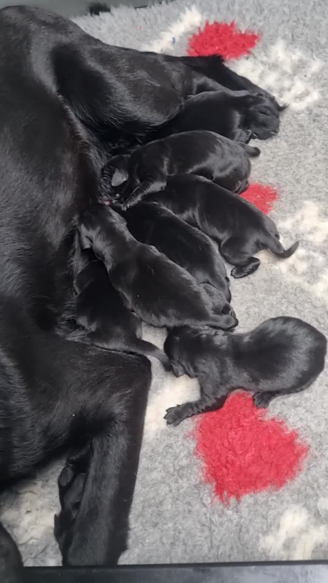 Labrador Retriever dogs for sale: Working KC Black Labradors Puppies - Video 1