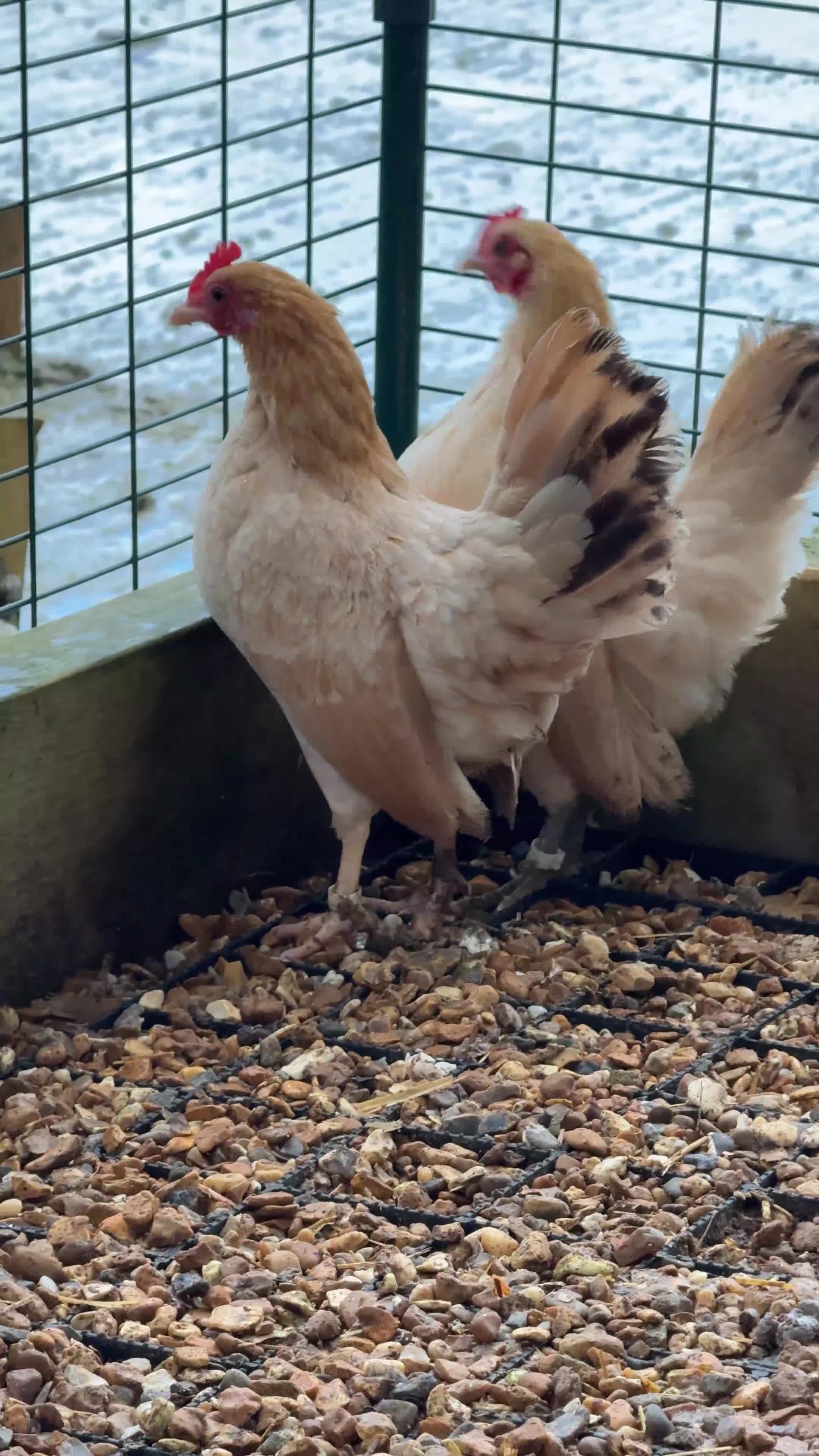 Chickens poultry for sale: Beautiful Trios of Bantams - Video 4