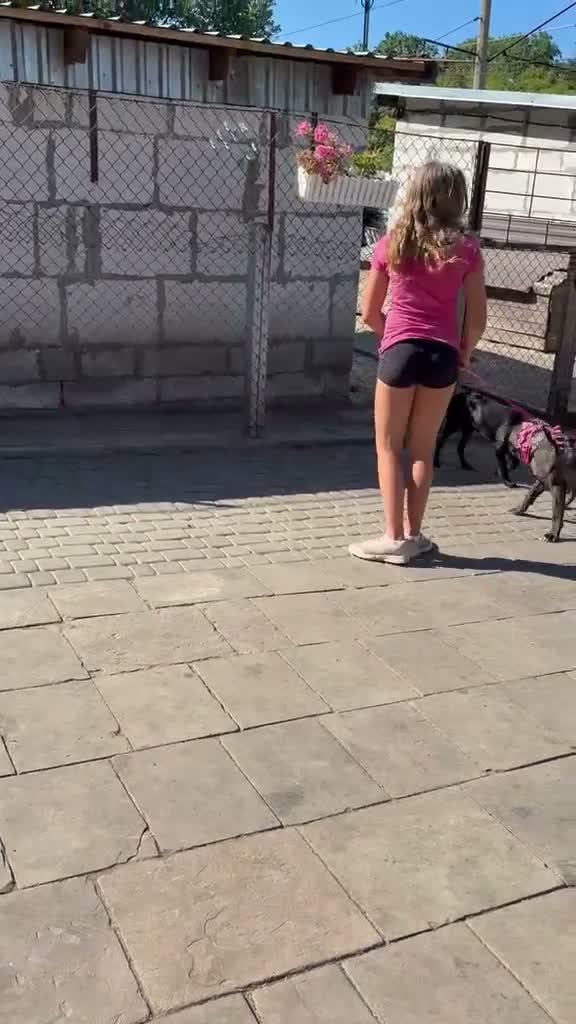 Mixed Breed dogs for adoption: 💙SIMBA💙 - A SOFT LITTLE SOUL - Video 1