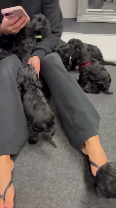 Cockapoo dogs for sale: 7 stunning Cockapoo puppies - Video 1
