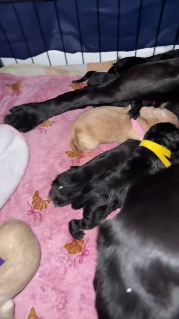 Labrador Retriever dogs for sale: Perfect litter of Labrador puppies - Video 1