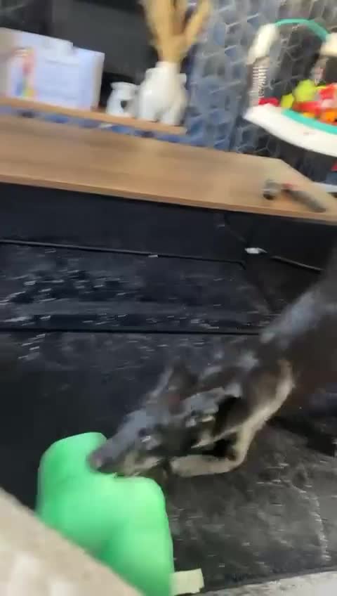 Mixed Breed dogs for sale: Lurcher for sale FEMALE STILL AVAILABLE  - Video 3