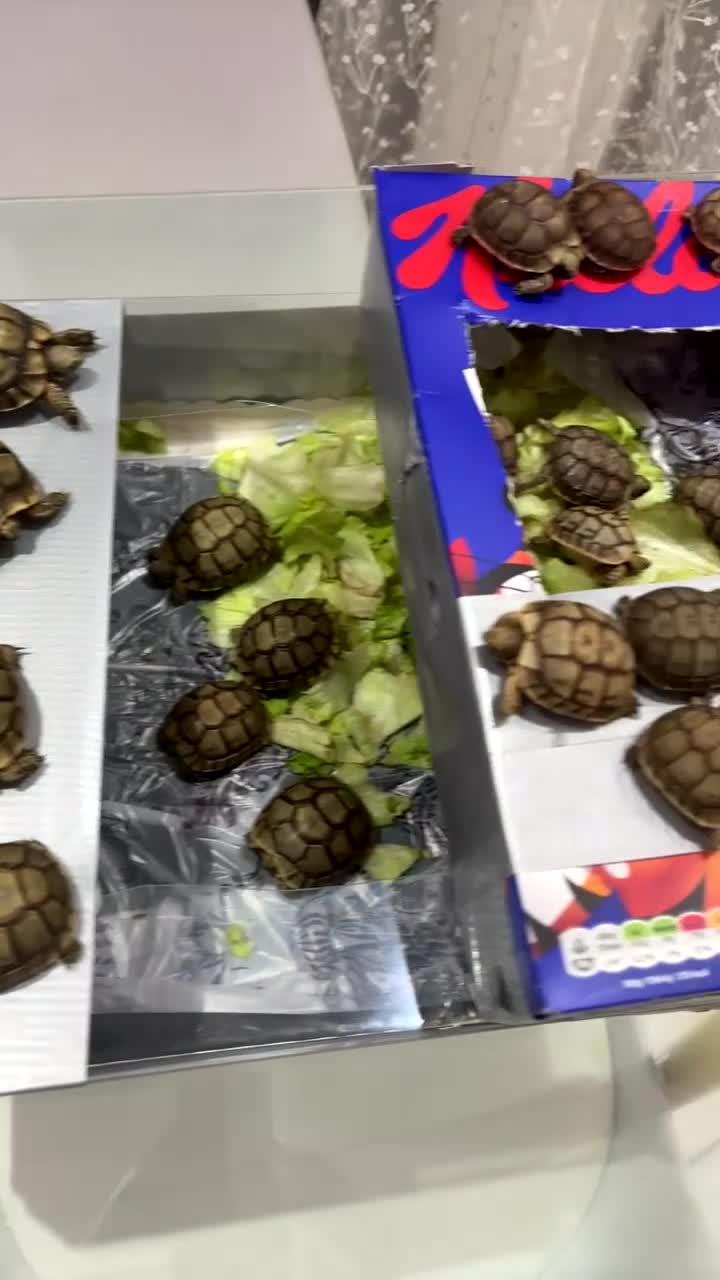 Tortoise reptiles for sale: Tortoise - Video 2