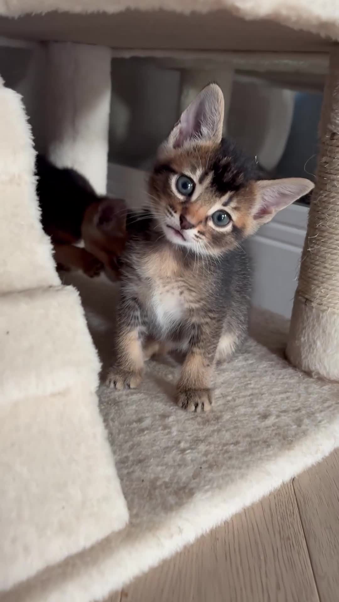 Mixed Breed cats for sale: Beautiful Home Raised Abyssinian Mix Kittens - Video 1