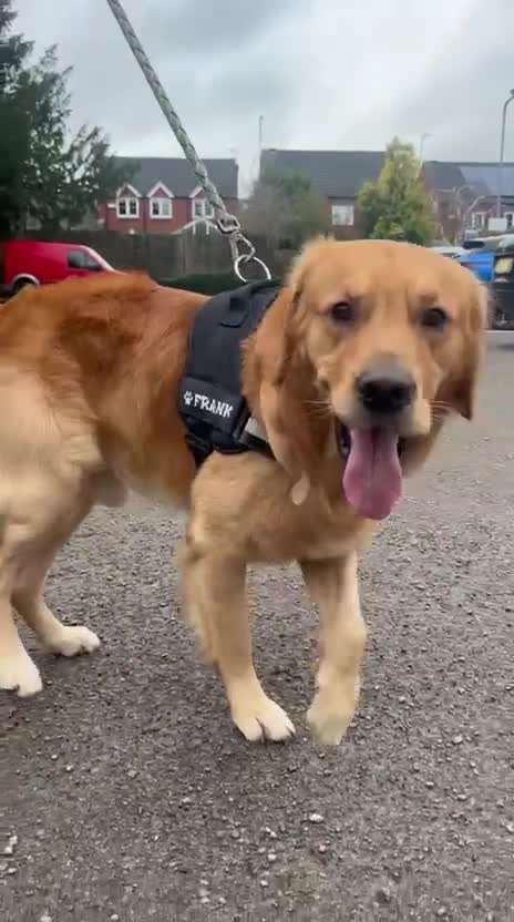 Golden Retriever dogs for stud: Frank is available as Stud dog - Video 1