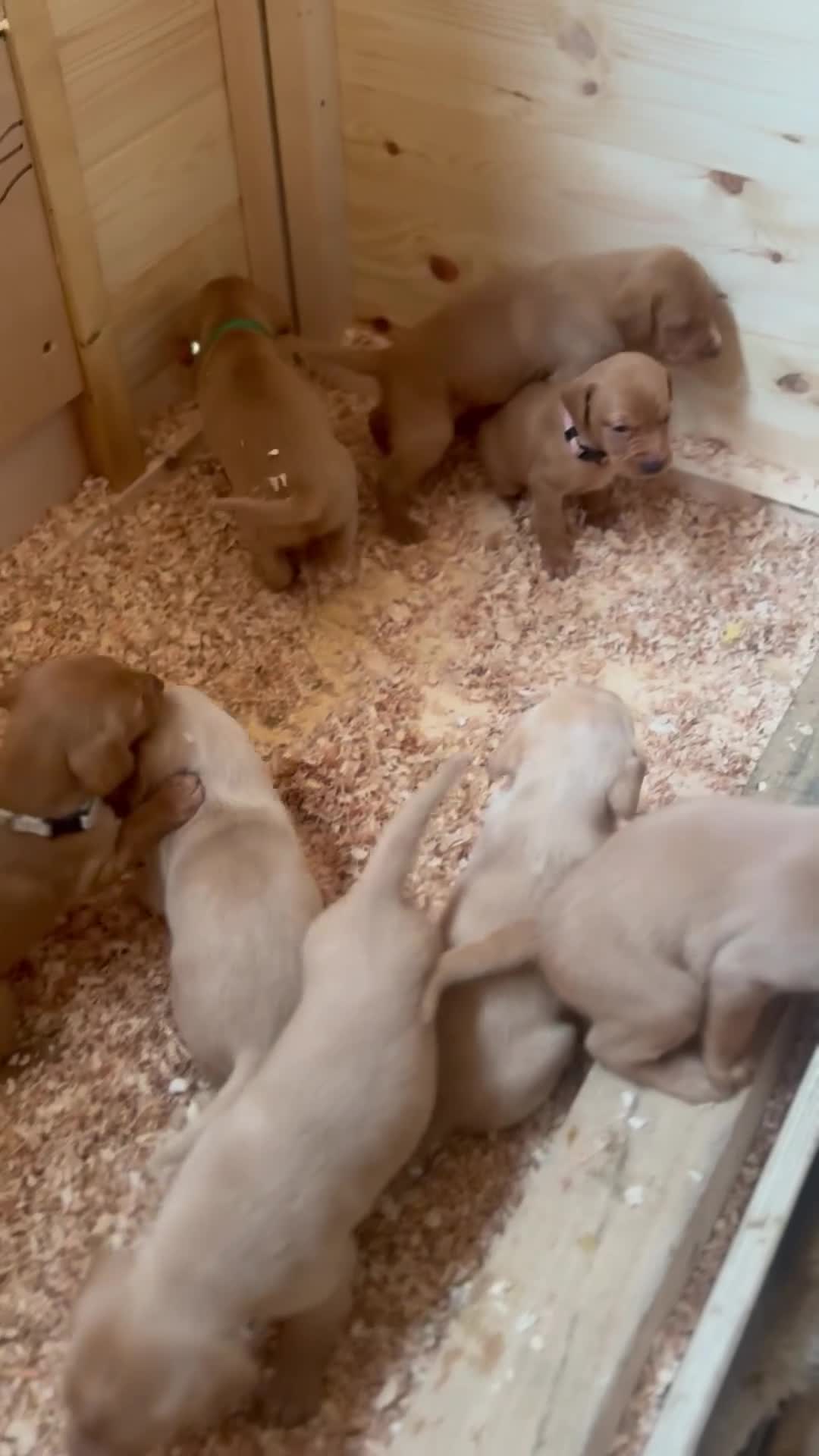 Labrador Retriever dogs for sale:  KC registered fox red lab puppies 1 FEMALE LEFT ! - Video 5