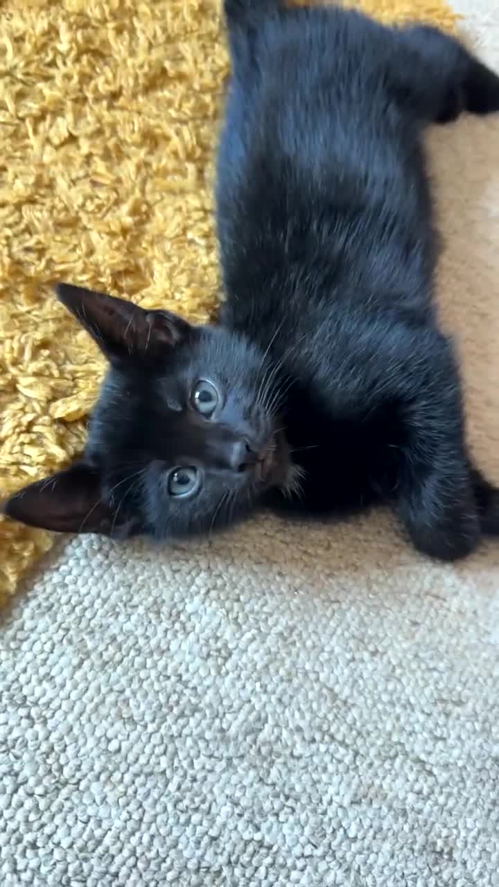 Domestic Shorthair cats for sale: Kittens  in Guildford - Video 1