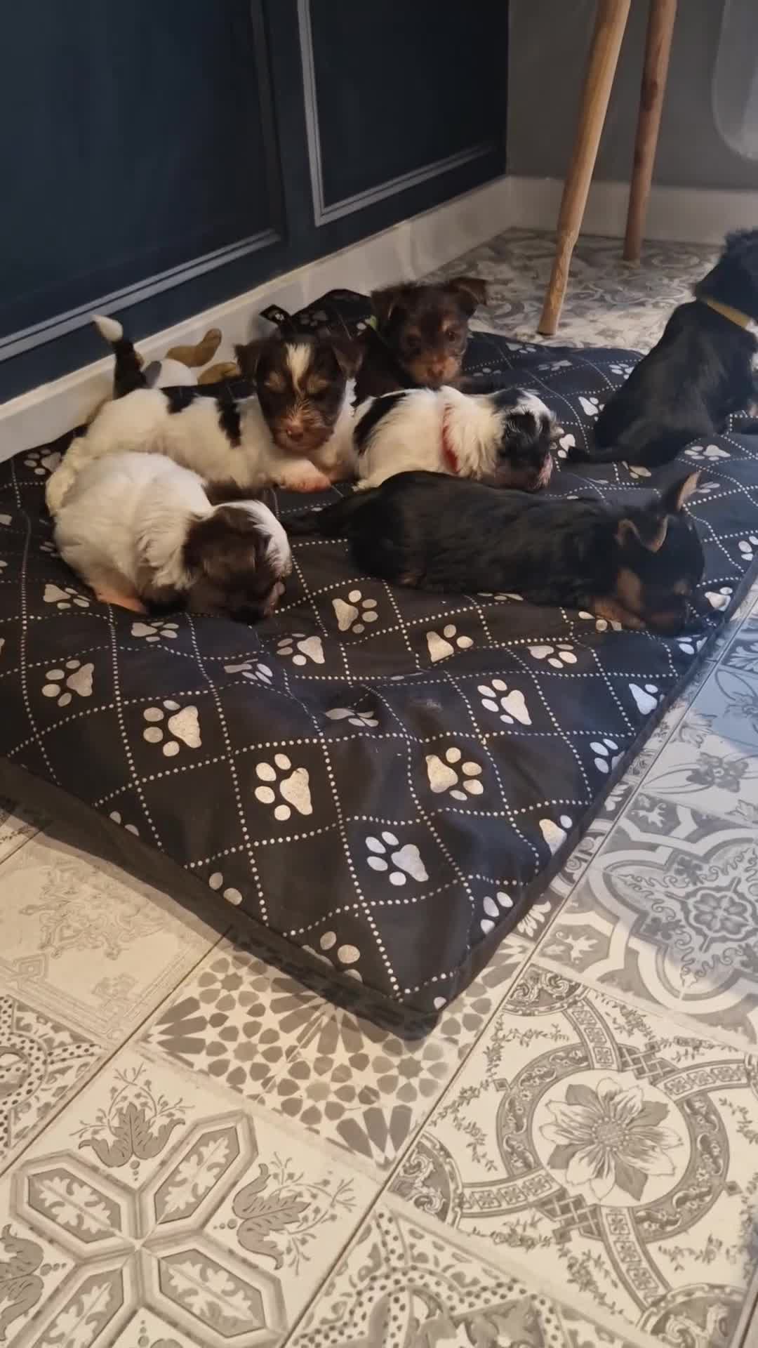 Yorkshire Terrier dogs for sale: Beautifull mini Biewer yorkshire terriers🐾🦮🐶 - Video 1