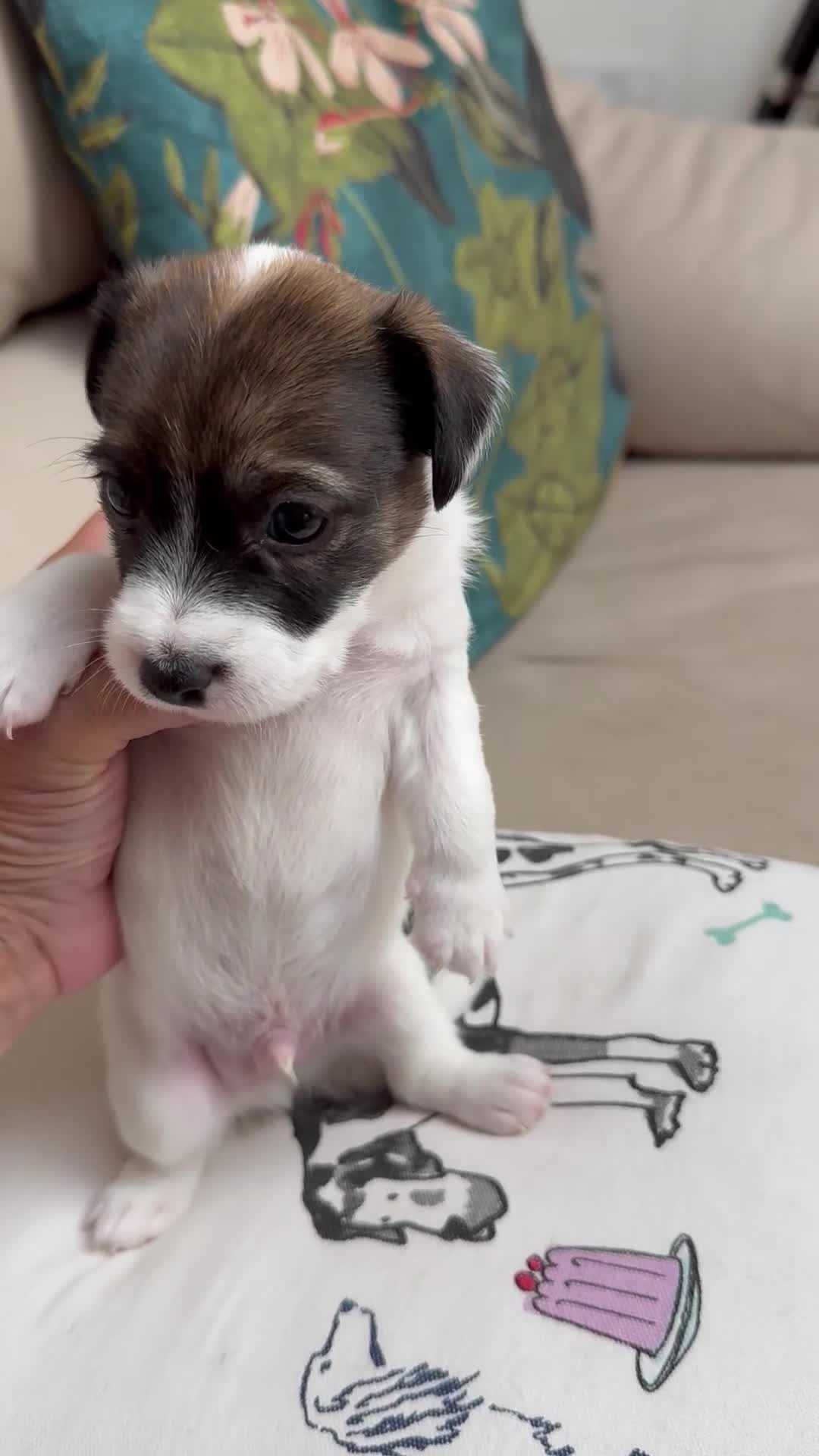 Jack Russell dogs for sale: Jack Russell puppies - Video 2